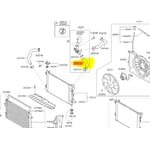 Upper Radiator Hose