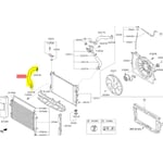 Lower Radiator Hose