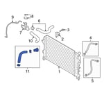 Lower Radiator Hose