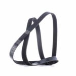 Dynamo Belt