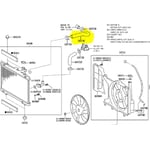 Upper Radiator Hose