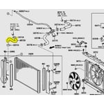 Lower Radiator Hose