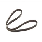Serpentine Belt